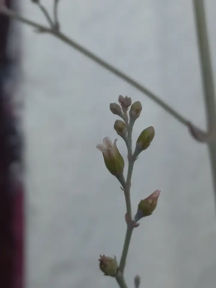Desert Surprise (Kalanchoe humilis)