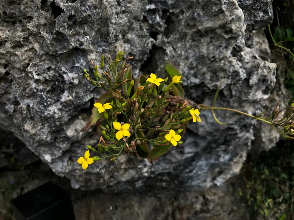 Kalanchoe integra (Kalanchoe integra)