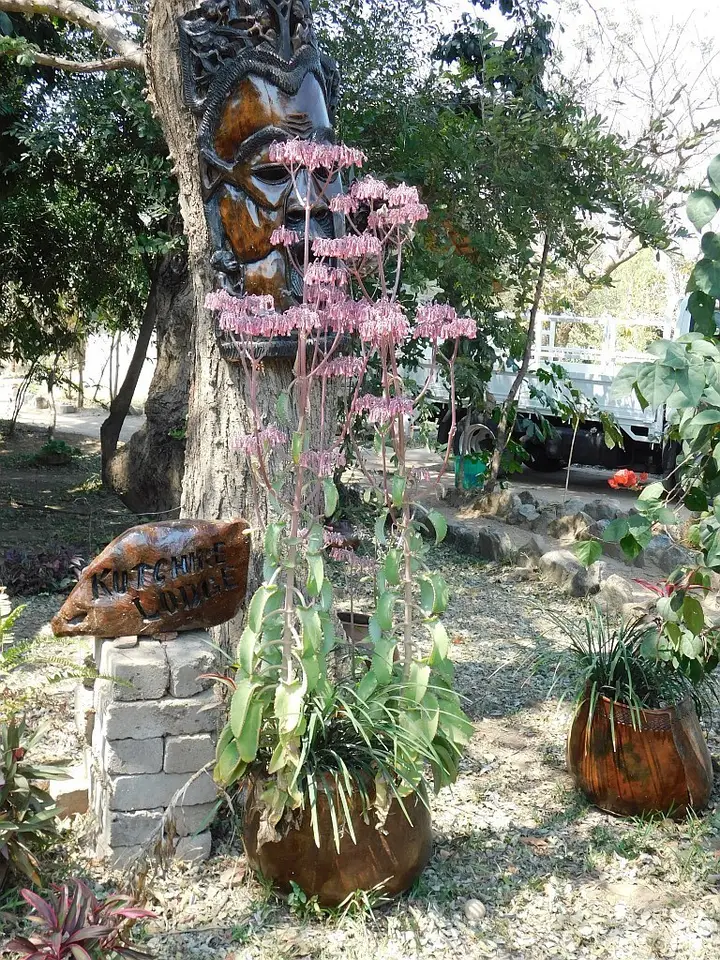 Mother of Thousands (Kalanchoe laetivirens)