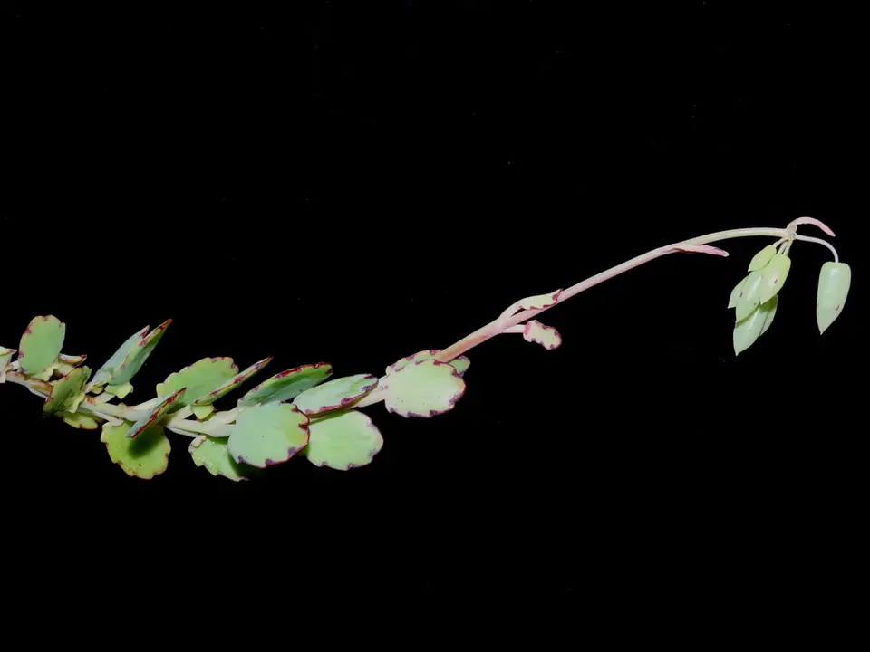 Milky Widow's-Thrill (Kalanchoe laxiflora)
