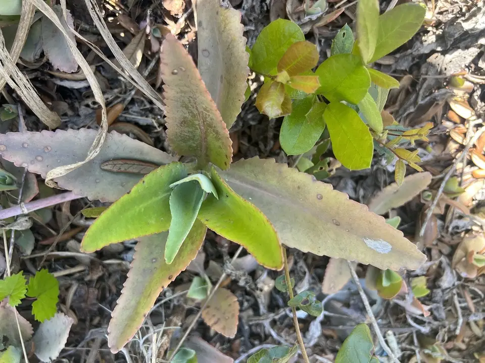 Kalanchoe suarezensis (Kalanchoe suarezensis)