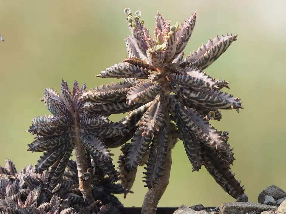 Alligator Plant (Kalanchoe × houghtonii)