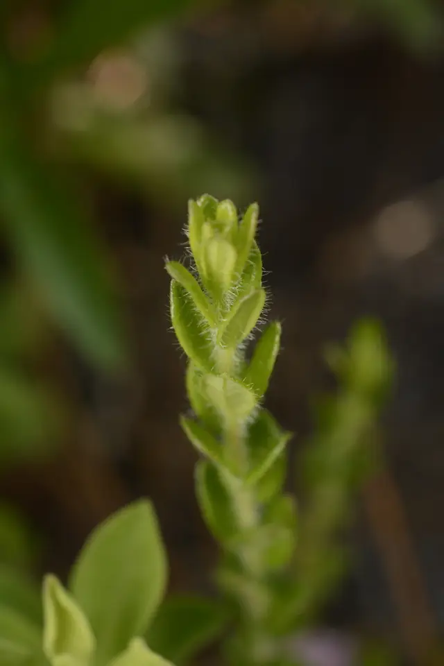 Sandhill Laurel (Kalmia hirsuta)