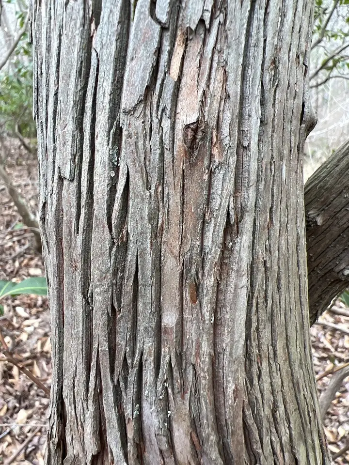 Mountain Laurel (Kalmia latifolia)