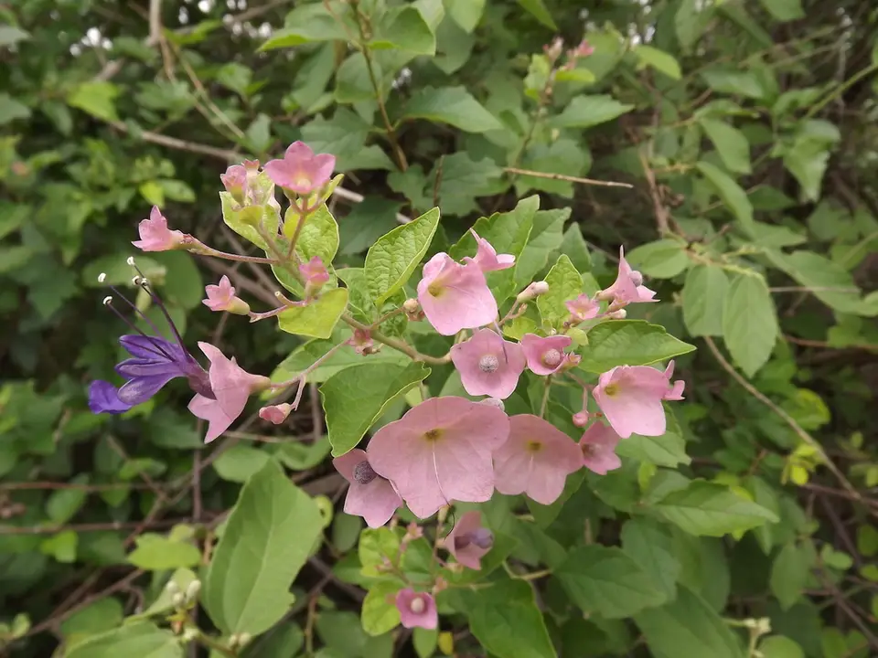 Mauve Chinese-Hats (Karomia speciosa)
