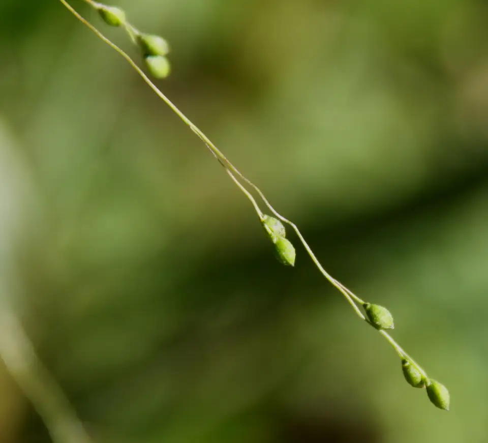 Warty Panic Grass (Kellochloa verrucosa)