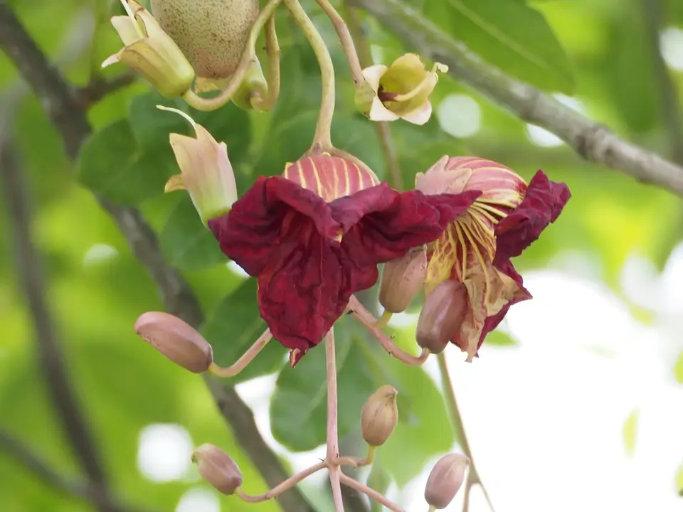 Sausage Tree (Kigelia africana)