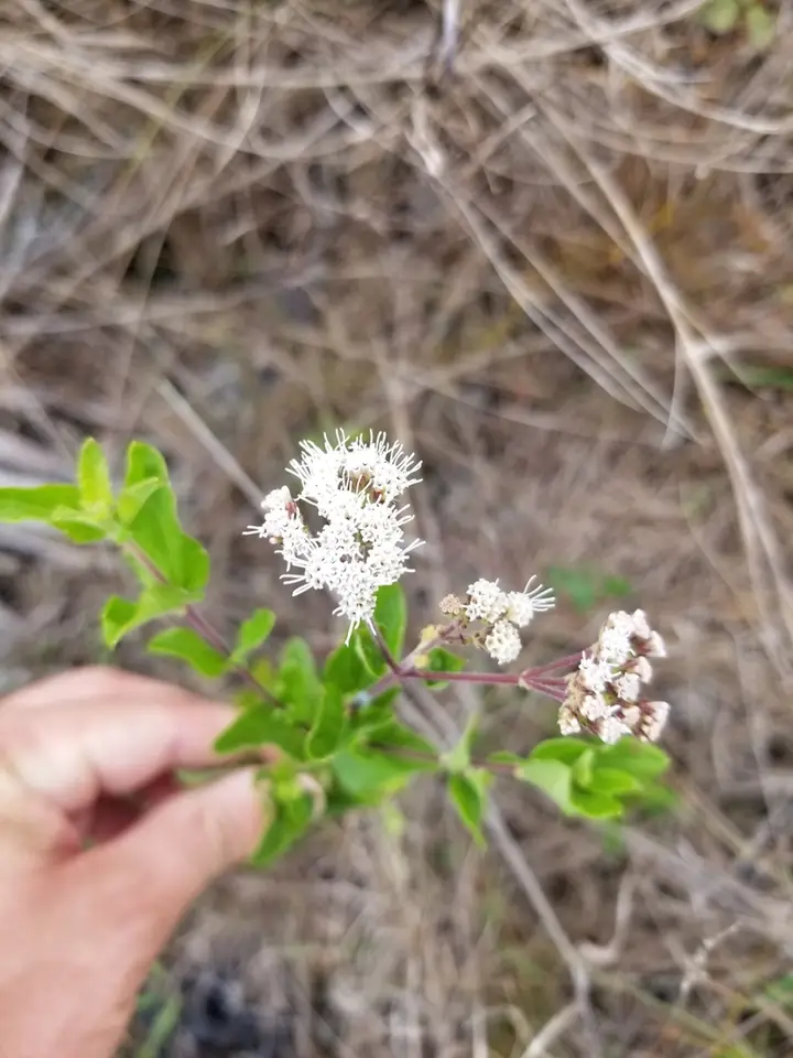 Florida Keys Thoroughwort (Koanophyllon villosum)