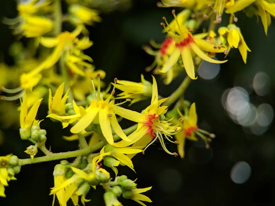 Chinese Flame Tree (Koelreuteria bipinnata)