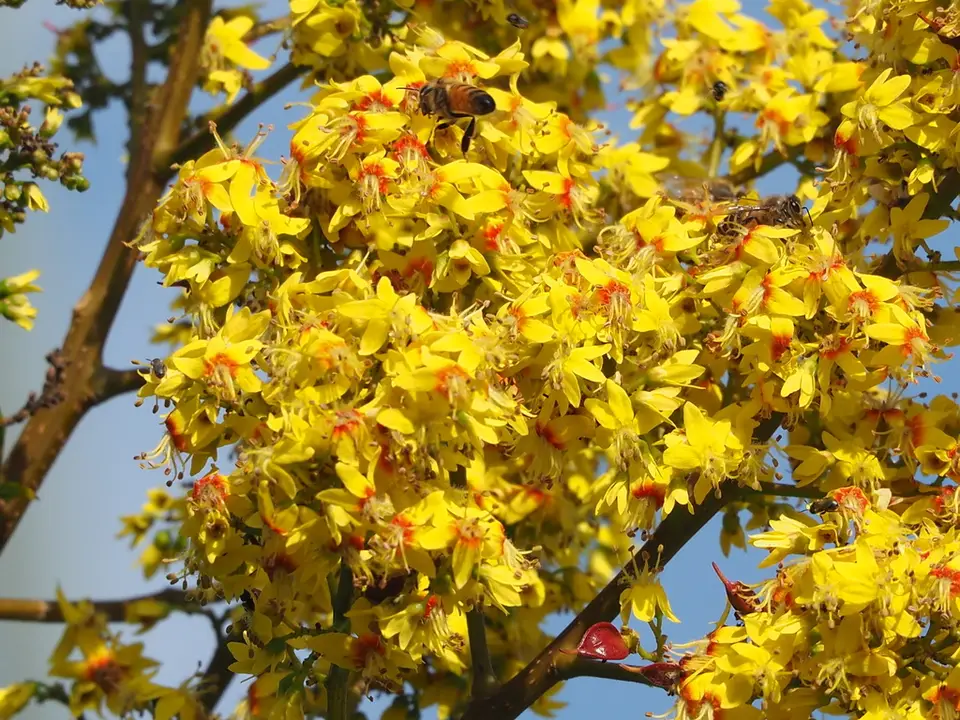 Taiwanese Rain Tree (Koelreuteria elegans)