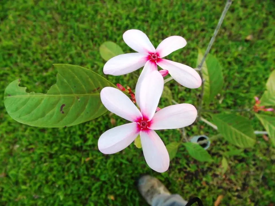 Pink Kopsia (Kopsia fruticosa)
