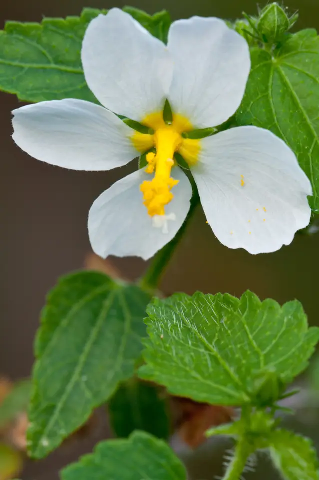 White Fenrose (Kosteletzkya depressa)