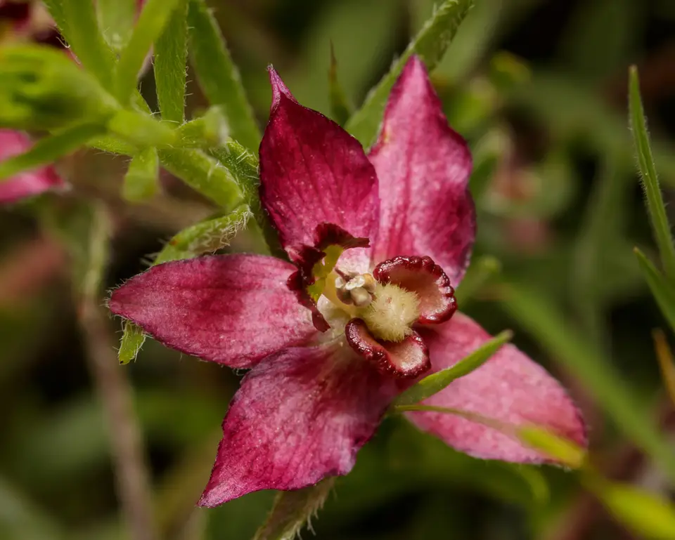 Trailing Rhatany (Krameria lanceolata)