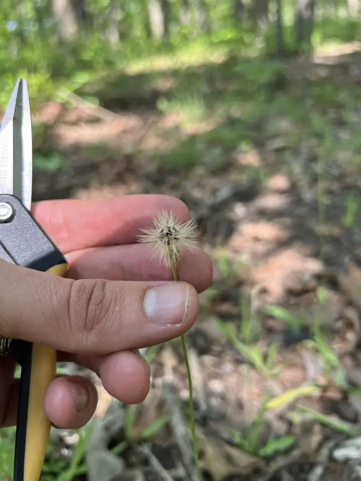 Potato Dandelion (Krigia dandelion)