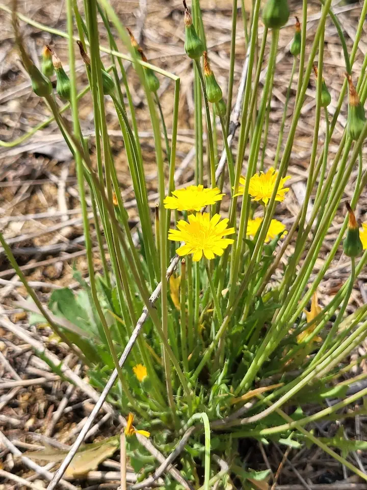 Virginia Dwarfdandelion (Krigia virginica)