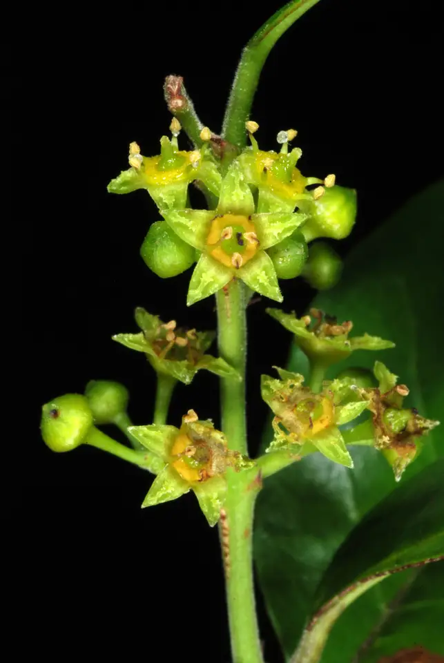 Black Ironwood (Krugiodendron ferreum)