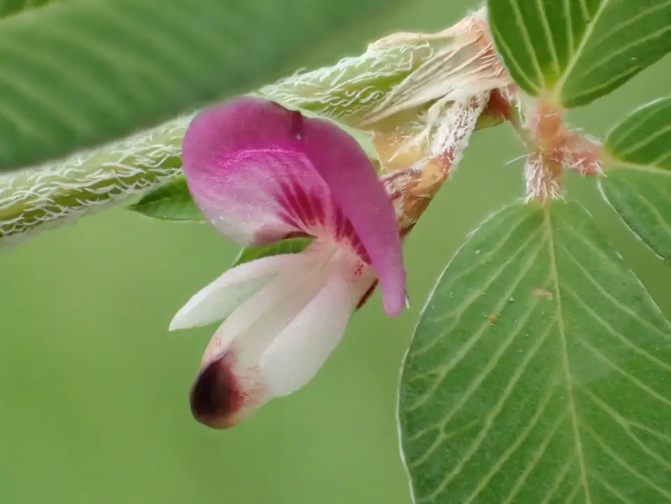 Japanese Clover (Kummerowia striata)