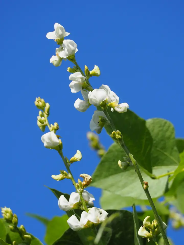 Hyacinth Bean (Lablab purpureus)