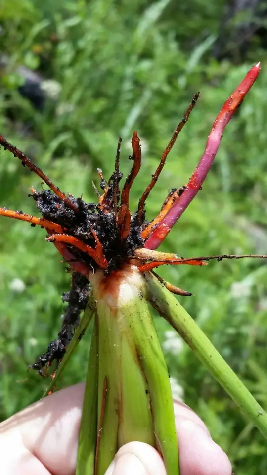 Carolina Redroot (Lachnanthes caroliana)
