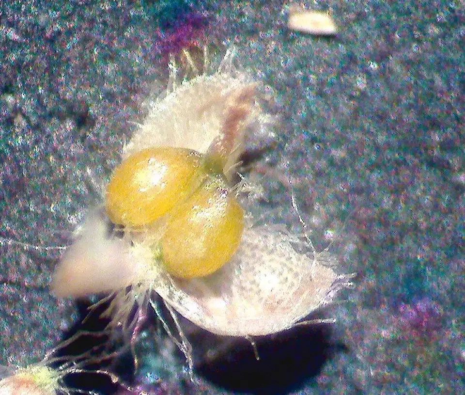 Pineland Bogbutton (Lachnocaulon digynum)