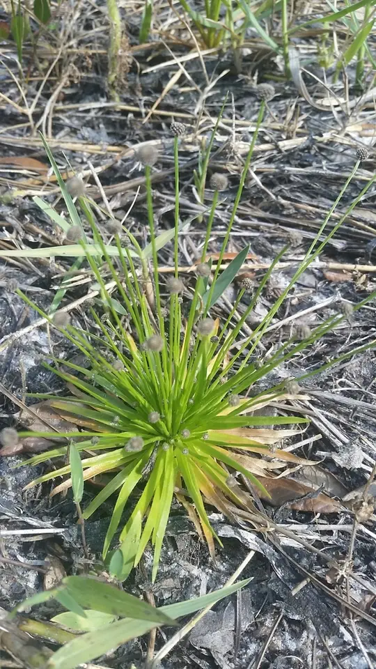Engler's Bogbutton (Lachnocaulon engleri)