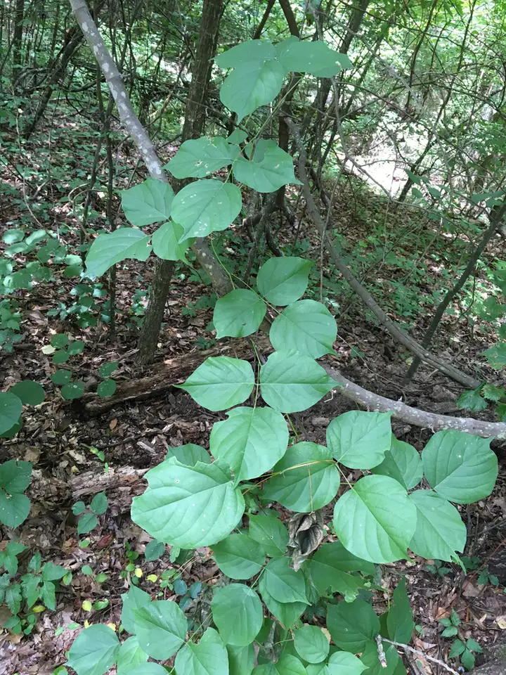 Boykin's Clusterpea (Lackeya multiflora)