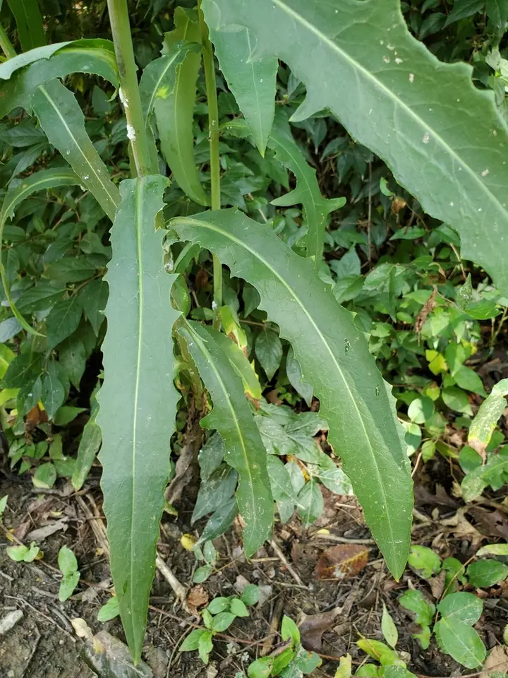 Canada Wild Lettuce (Lactuca canadensis)