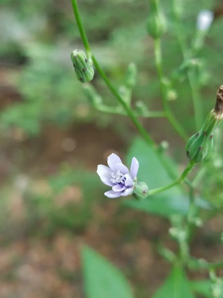 Woodland Lettuce (Lactuca floridana)