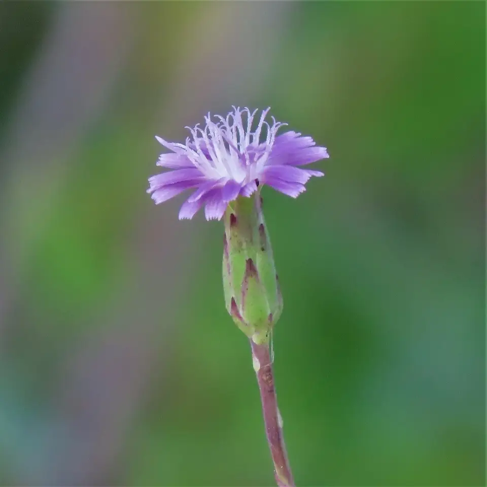 Grass-Leaf Lettuce (Lactuca graminifolia)