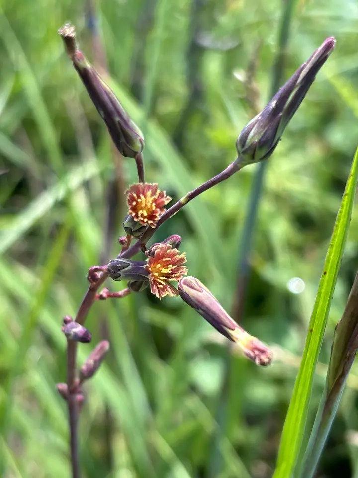 Hairy Lettuce (Lactuca hirsuta)