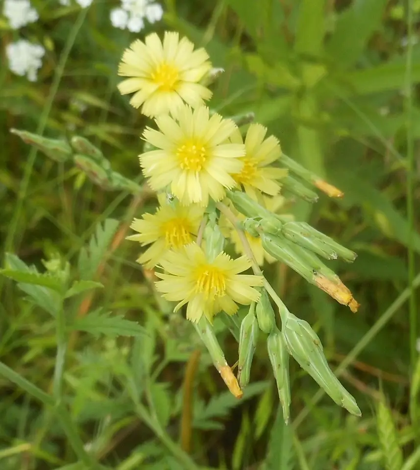 Western Lettuce (Lactuca ludoviciana)