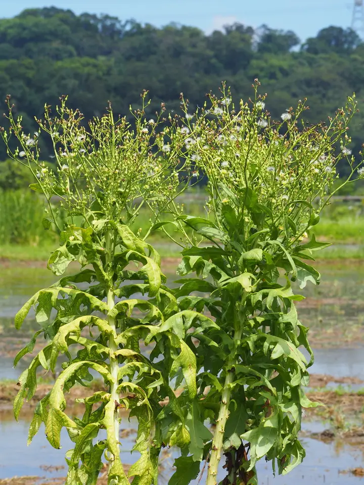 Lettuce (Lactuca sativa)