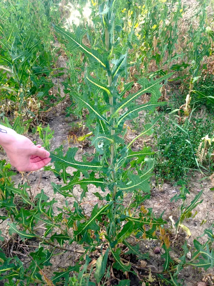 Prickly Lettuce (Lactuca serriola)