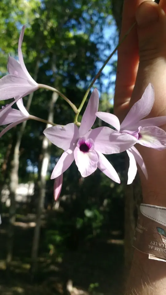 Laelia rubescens (Laelia rubescens)