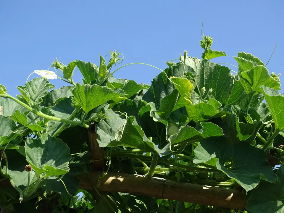 Calabash (Lagenaria siceraria)