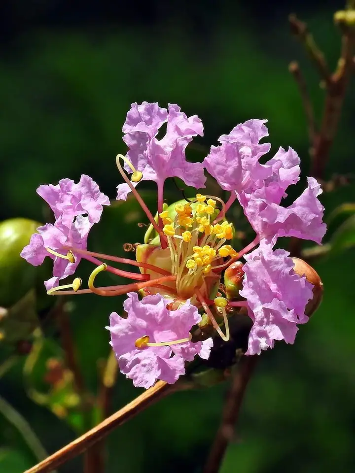 Crape-Myrtle (Lagerstroemia indica)