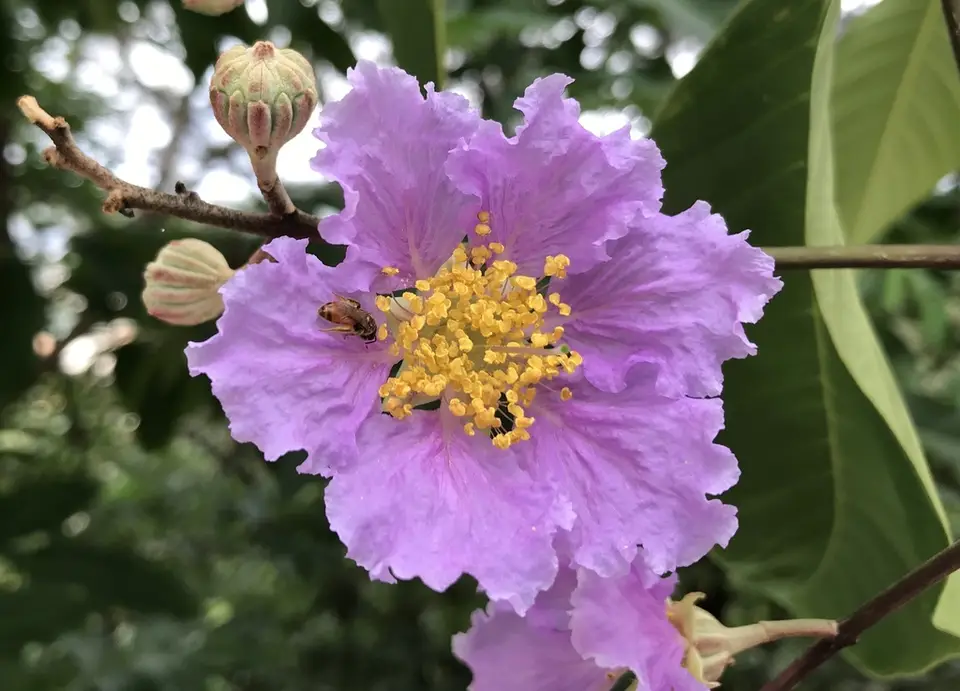 Giant Crepe-Myrtle (Lagerstroemia speciosa)