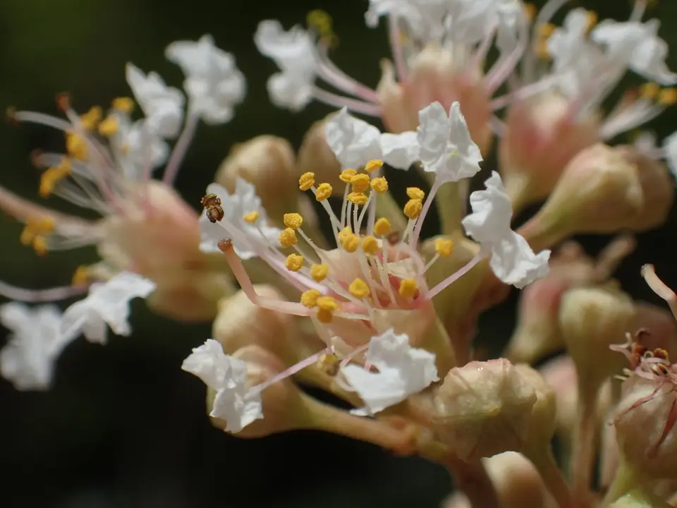 Subcostate Crepe Myrtle (Lagerstroemia subcostata)