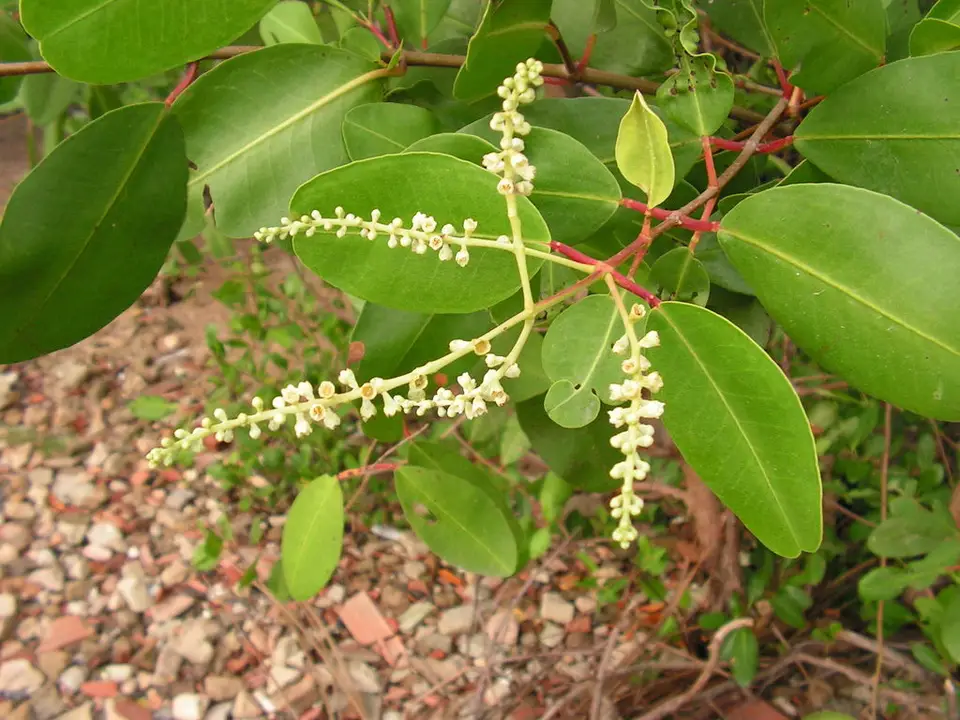 White Mangrove (Laguncularia racemosa)