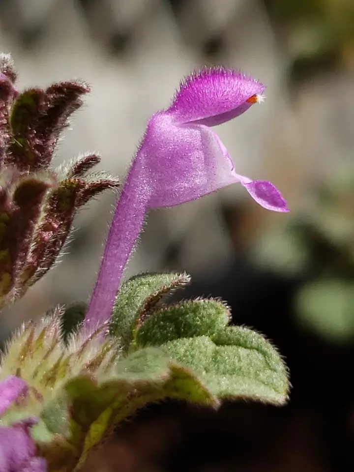 Henbit Deadnettle (Lamium amplexicaule)
