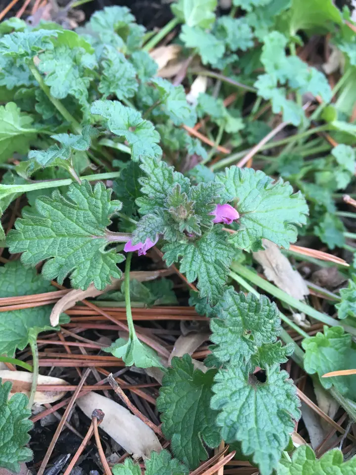 Cutleaf Deadnettle (Lamium hybridum)