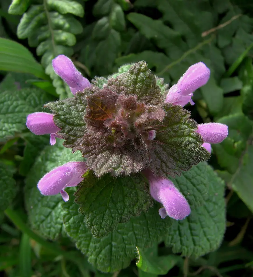 Red Deadnettle (Lamium purpureum)