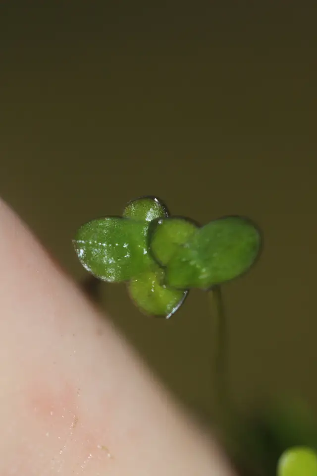 Dotted Duckweed (Landoltia punctata)