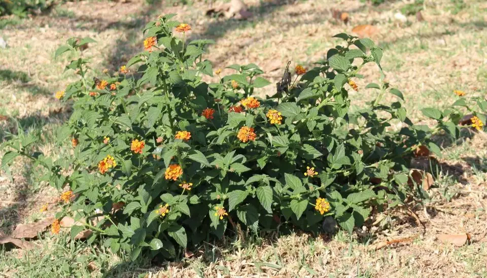 Common Lantana (Lantana camara)