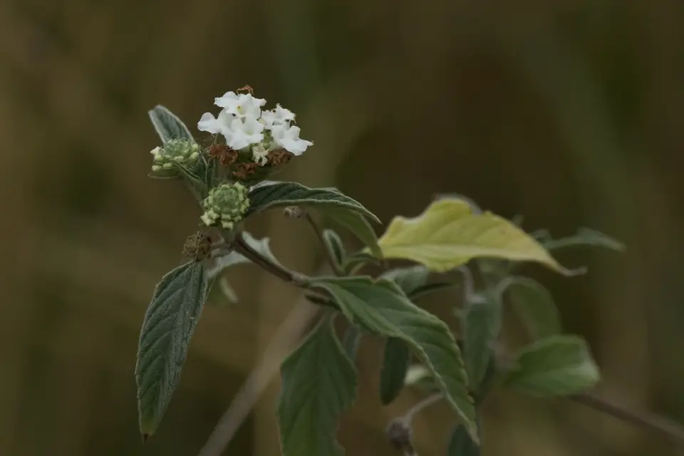 Hammock Shrub Verbena (Lantana canescens)