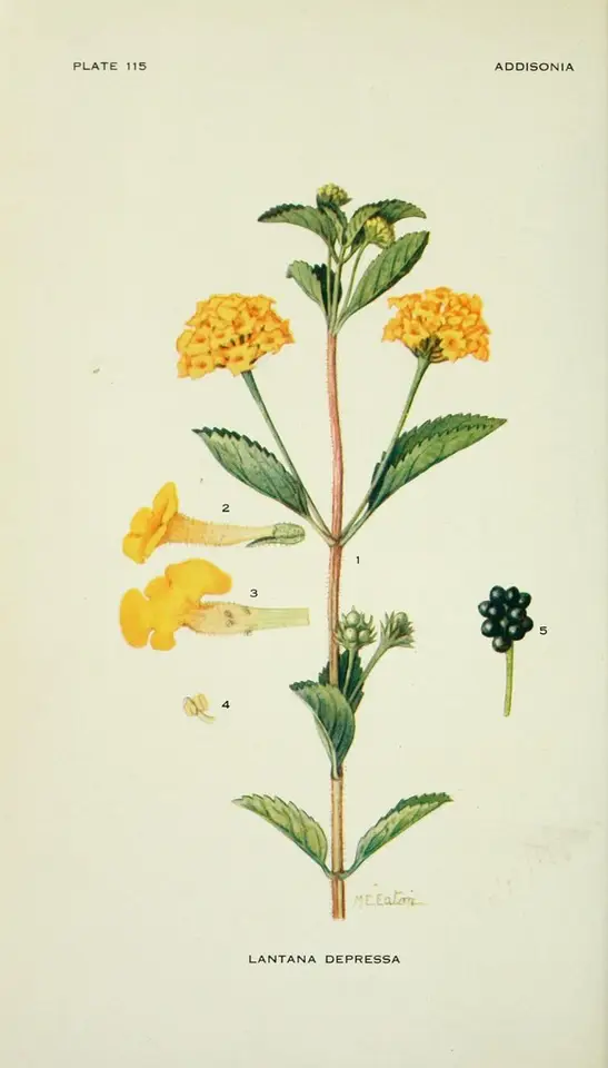 Pineland Lantana (Lantana depressa)