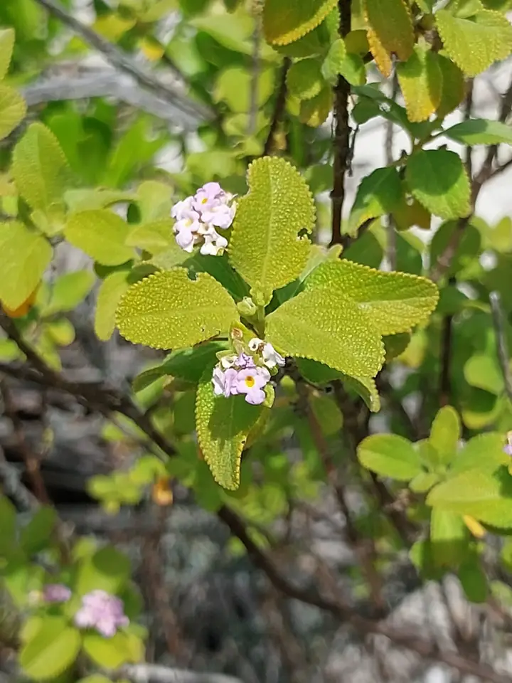 Button Sage (Lantana involucrata)