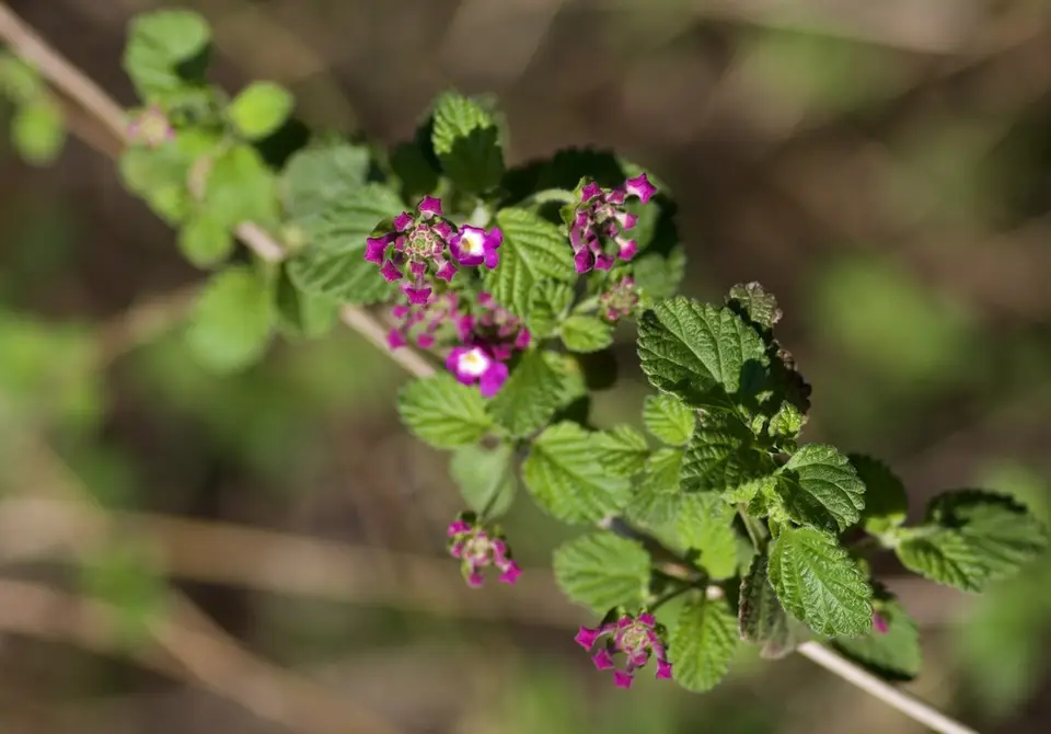 Creeping Lantana (Lantana montevidensis)