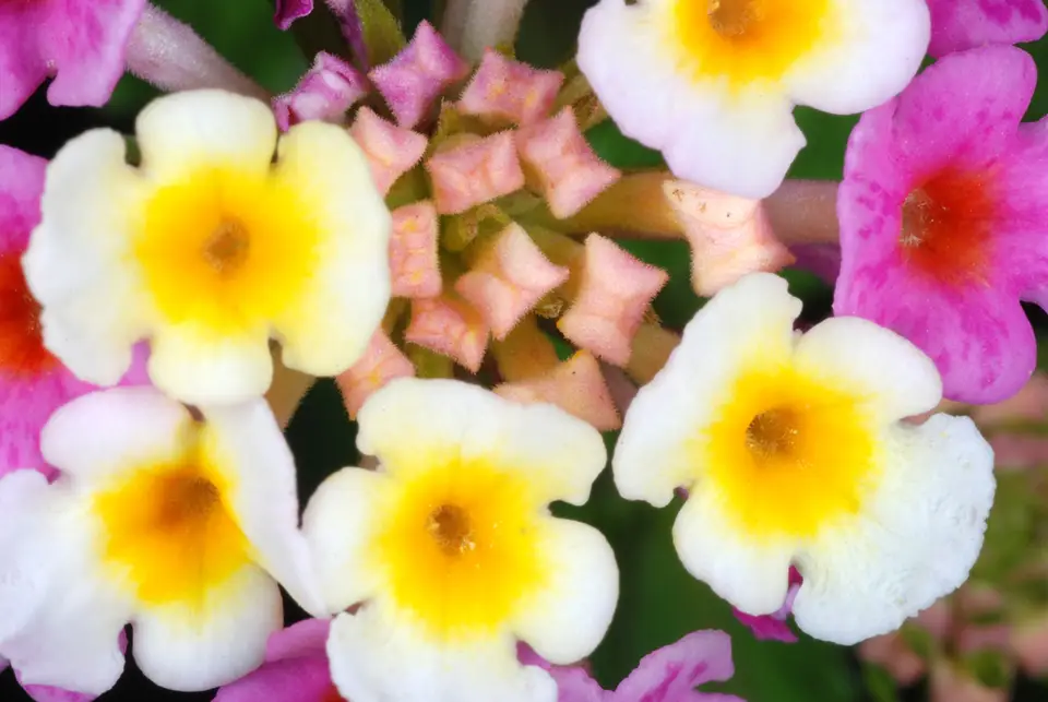 Lantana (Lantana strigocamara)