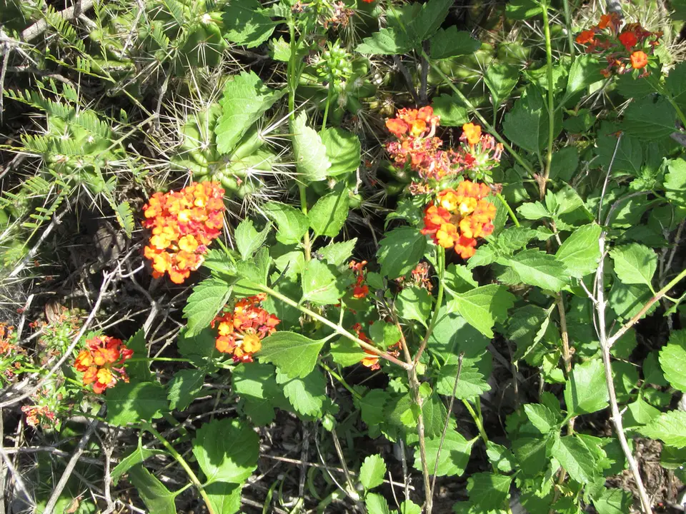 Texas Lantana (Lantana urticoides)